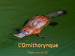 diaporama pps L’ornithorynque
