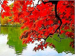 diaporama pps La magie de l’automne