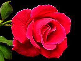 diaporama pps La vie en rose