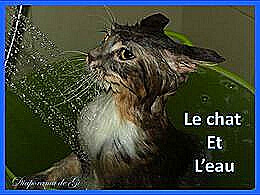 diaporama pps Le chat et l’eau