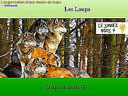 diaporama pps Les loups