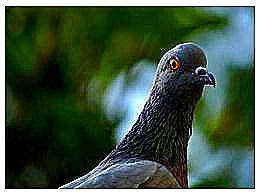 diaporama pps Les pigeons