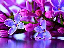 diaporama pps Lilac