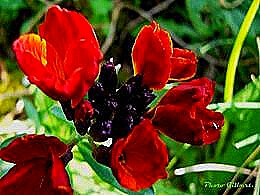 diaporama pps Mon jardin en Avril 2018