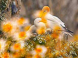 diaporama pps Nature sauvage 2