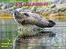 diaporama pps Nos amis drôles 40