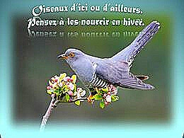 diaporama pps Oiseaux d’ici et d’ailleurs