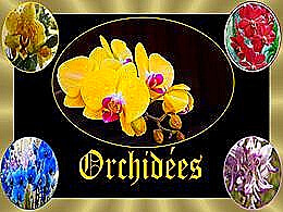 diaporama pps Orchidées