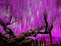 diaporama pps Purple flowers