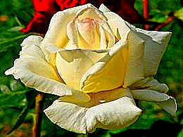 diaporama pps Roses blanches