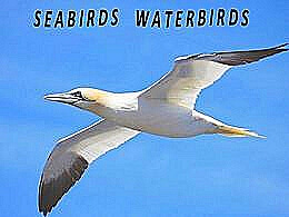 diaporama pps Seabirds – Waterbirds