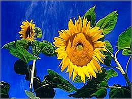 diaporama pps Tournesols