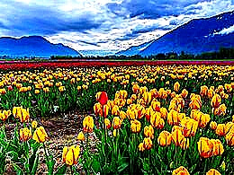 diaporama pps Tulip fields