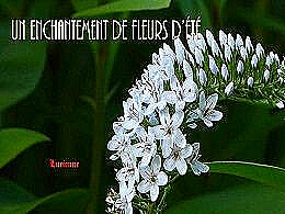 diaporama pps Un enchantement de fleurs d’été