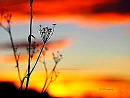 diaporama pps Un nouveau matin