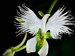 diaporama pps White flowers