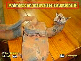diaporama pps Animaux en mauvaises situations 8