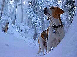 diaporama pps Animaux et oiseaux en hiver