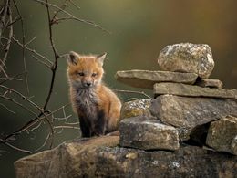 diaporama pps Au revoir l’automne