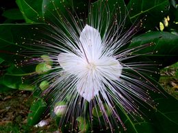 diaporama pps Barringtonia