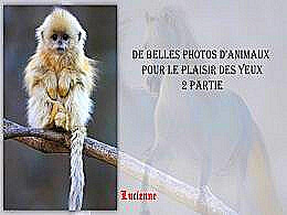 diaporama pps De belles photos d’animaux
