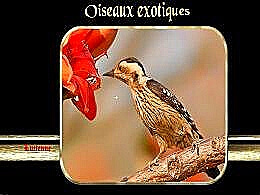 diaporama pps Des oiseaux exotiques