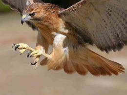 diaporama pps Élégance naturelles