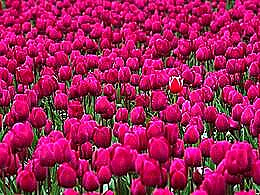 diaporama pps Fleurs