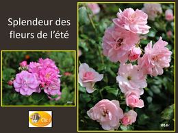 diaporama pps Fleurs de l’été