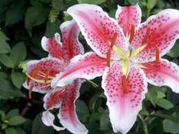 diaporama pps Fleurs I