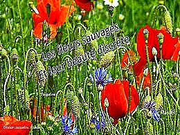 diaporama pps Fleurs sauvages à la beauté discrète