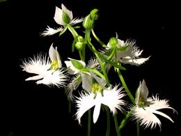 diaporama pps Habenaria radiata – Orchidée colombe