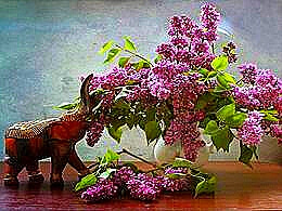 diaporama pps Les fleurs que j’aime