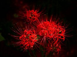 diaporama pps Lycoris