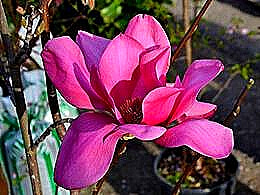 diaporama pps Magnolia