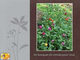 diaporama pps Mes zinnias