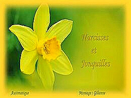 diaporama pps Narcisses