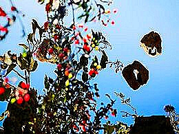 diaporama pps Nature et artifice