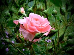 diaporama pps Pink – Rose