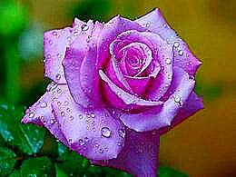 diaporama pps Purple rose