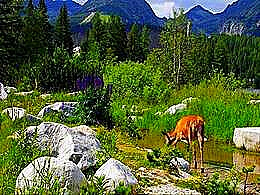 diaporama pps Quand le printemps revient