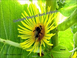 diaporama pps Quelques fleurs et leurs visiteurs