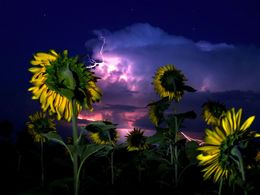 diaporama pps Sunflower fields