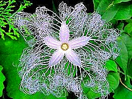 diaporama pps Trichosanthes