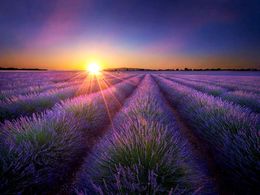 diaporama pps Valensole lavender – France