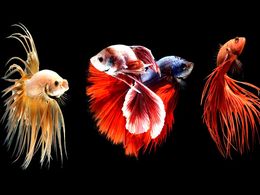 diaporama pps Visarute Angkatavanich photography