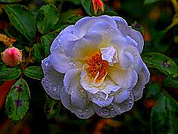 diaporama pps White rose
