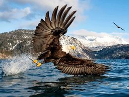 diaporama pps American bald eagle