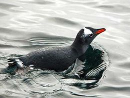 diaporama pps Antarctique – Half Moon island