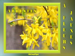 diaporama pps Arbustes à fleurs jaunes